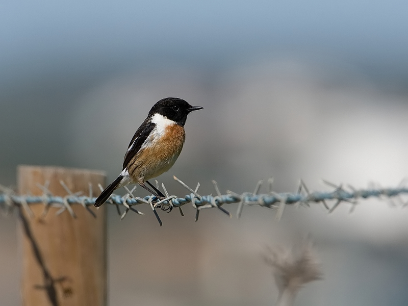 Saxicola torquata Roodborsttapuit Common Stonechat